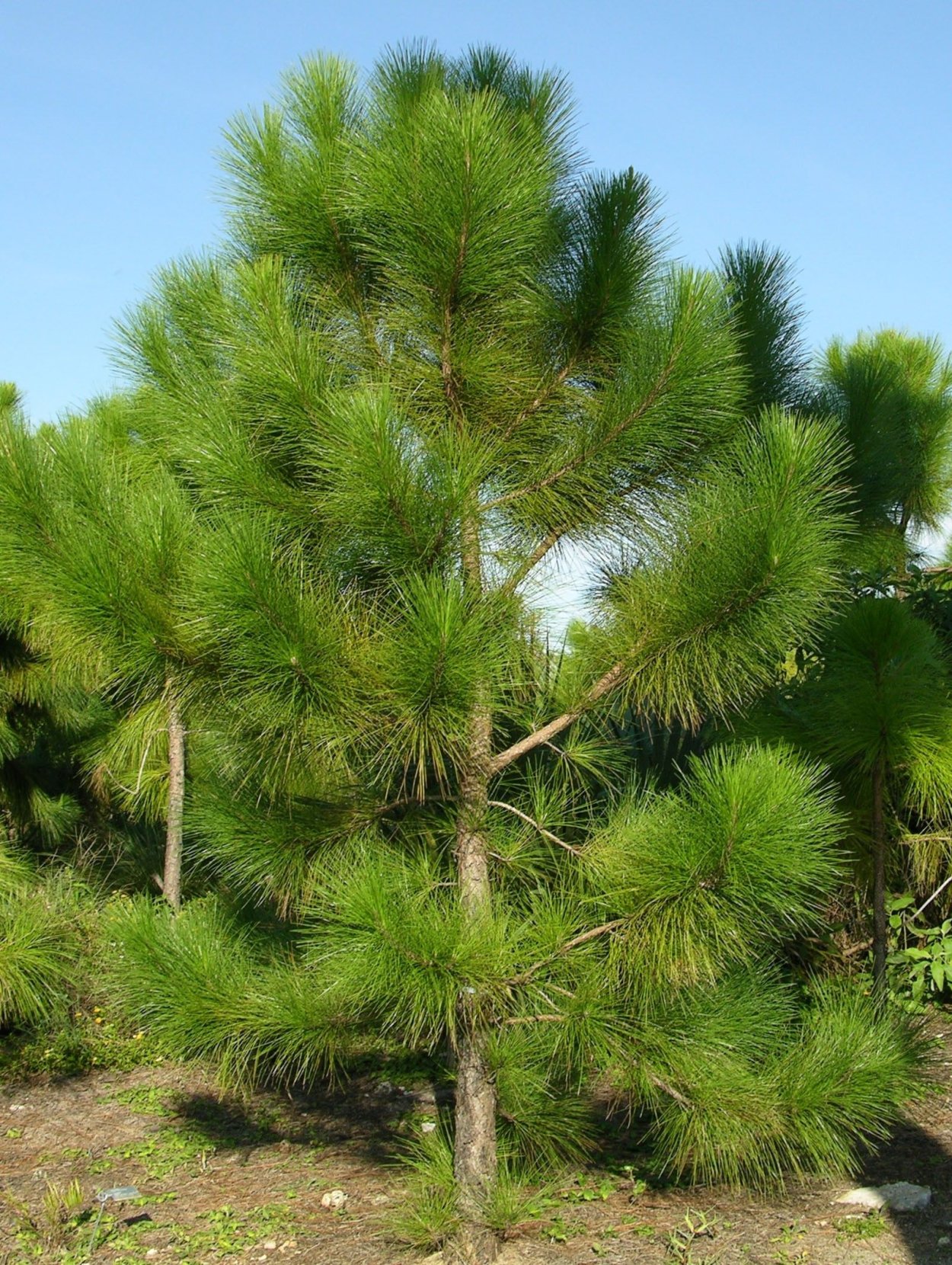 Pinus Ponderosa Tasha