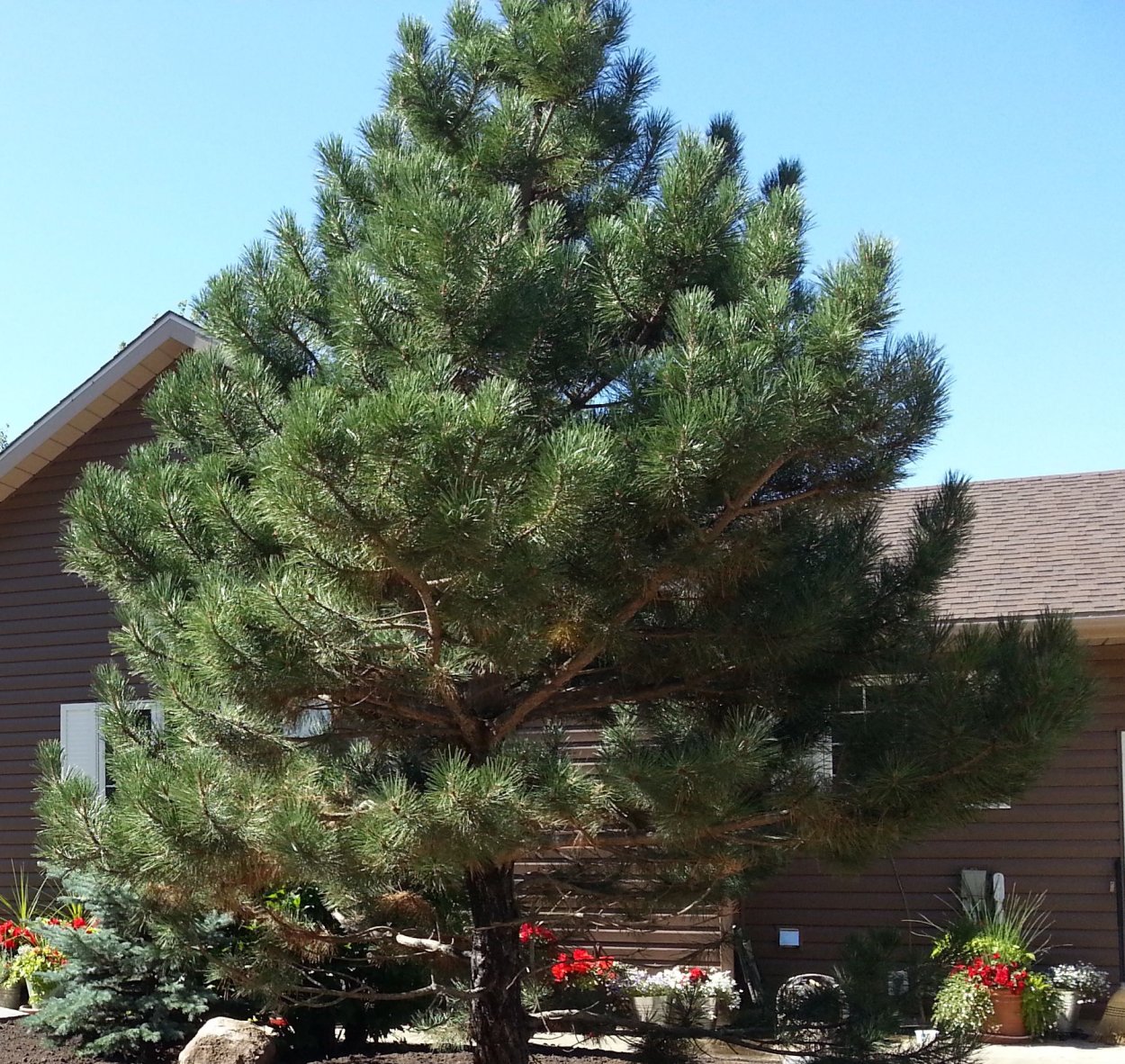 Бонсай фукинагаси сосна