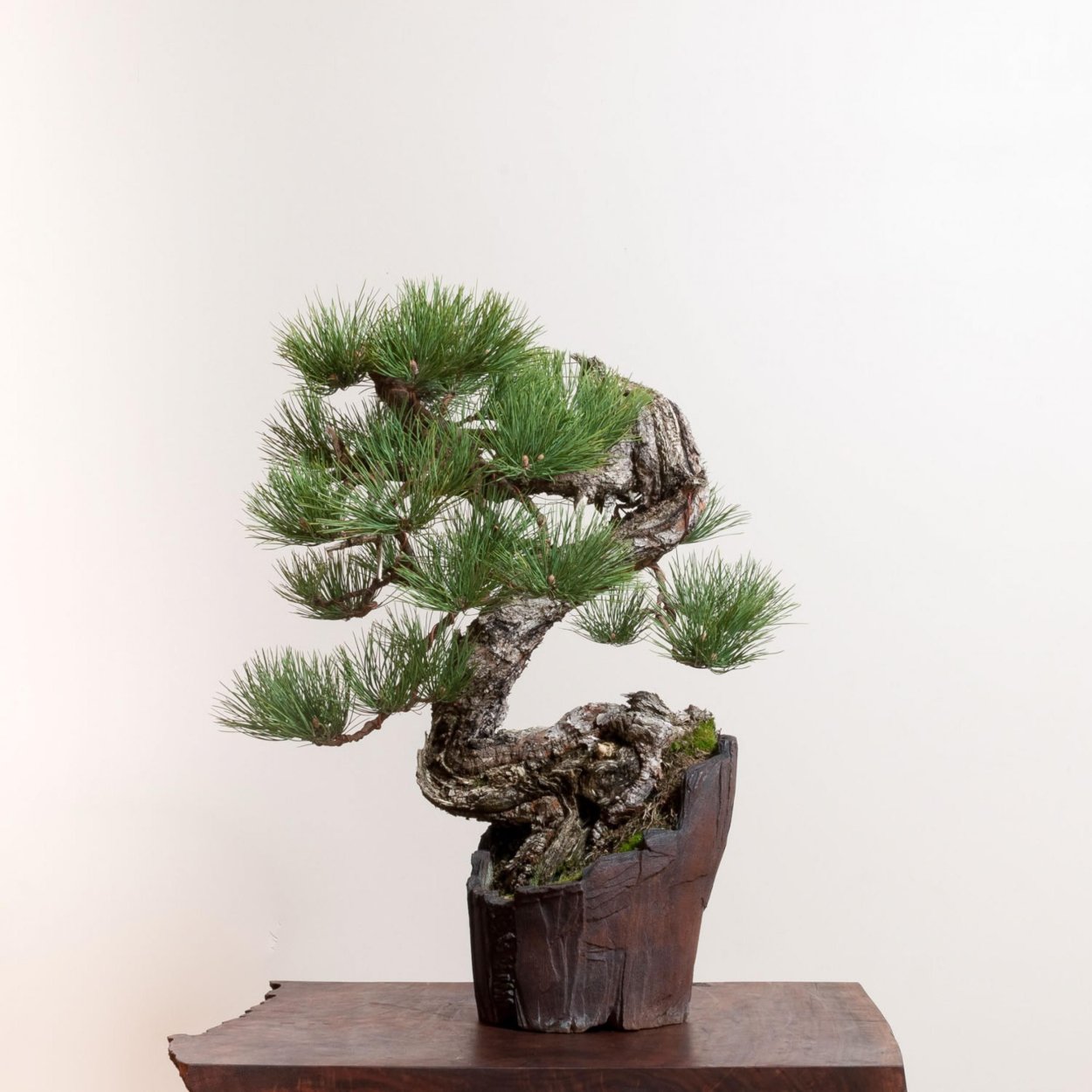 Сосна Банкса бонсай