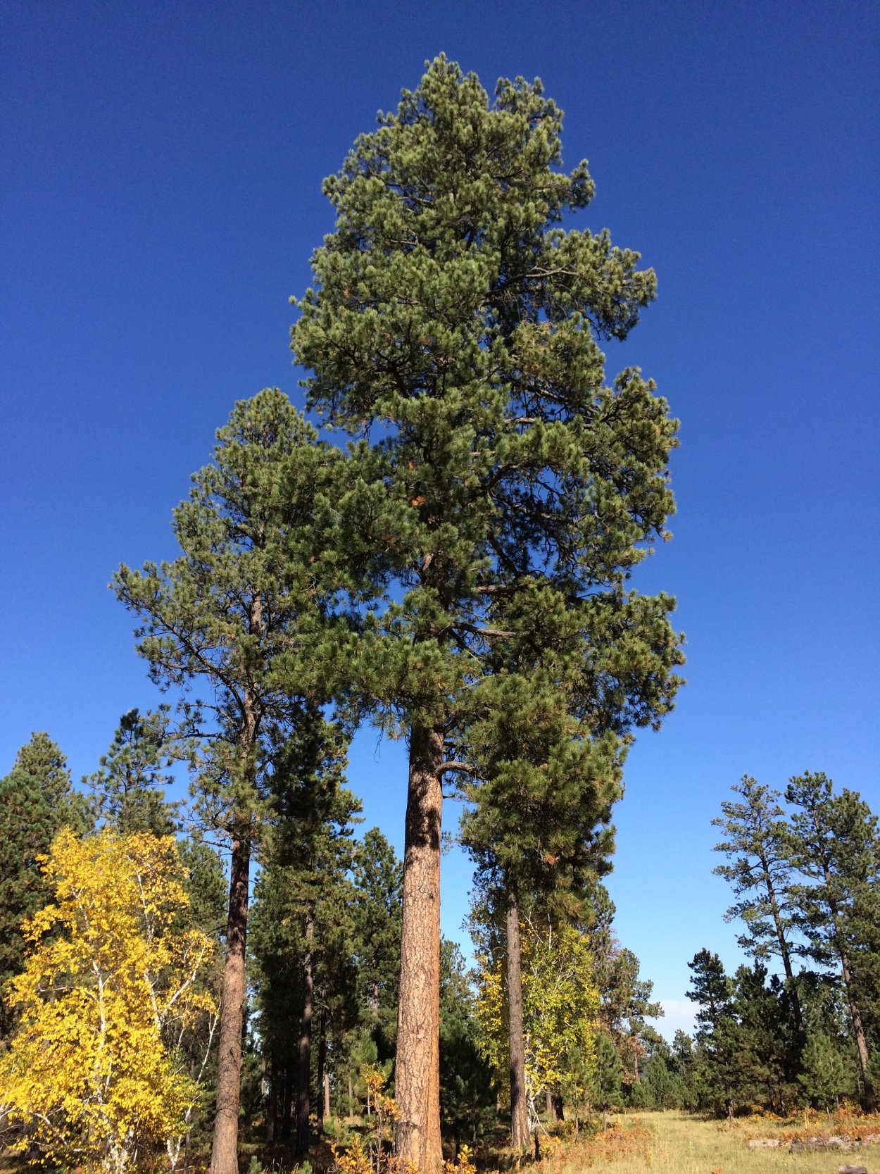 Сосна Пандероза