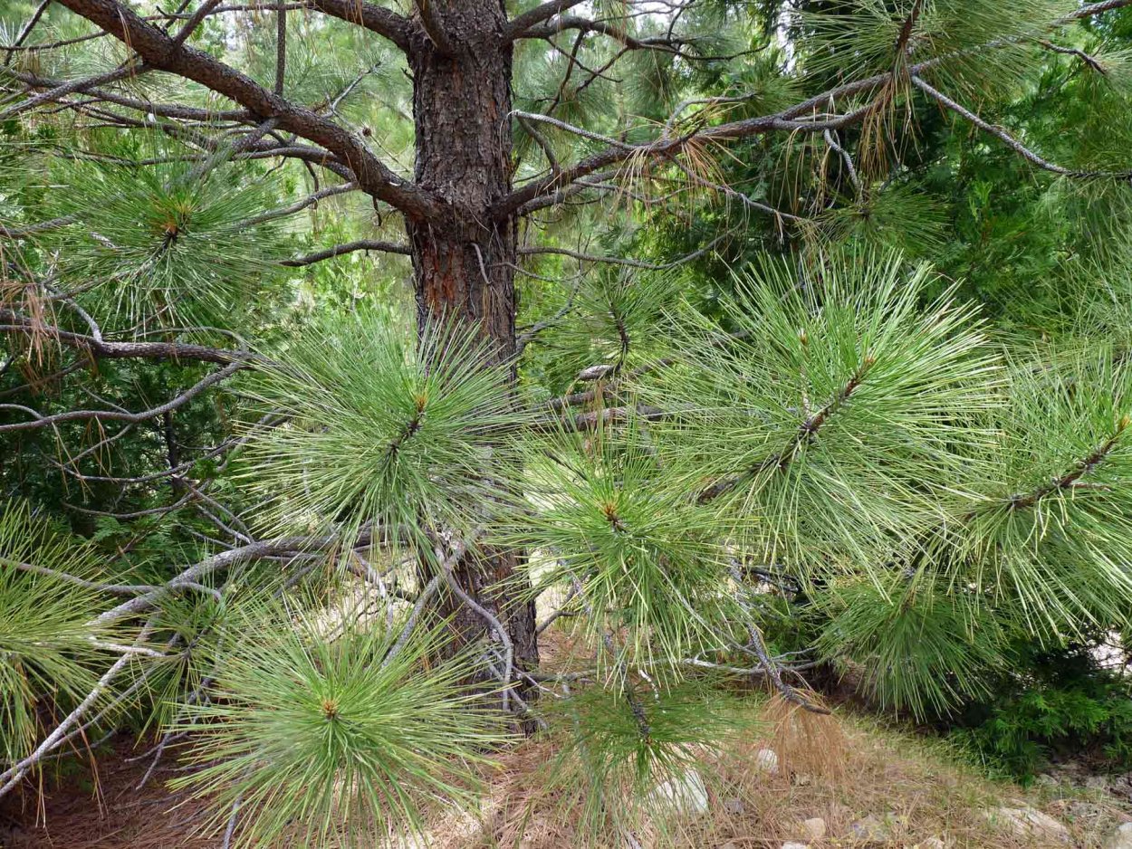 Сосна желтая Орегонская