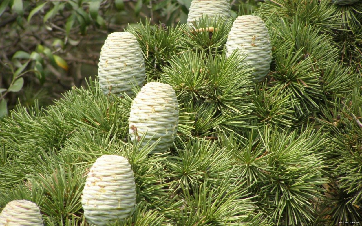 Пинус Пандероза