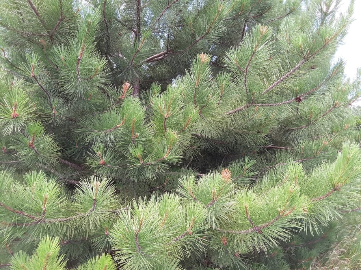 Pinus Ponderosa кора