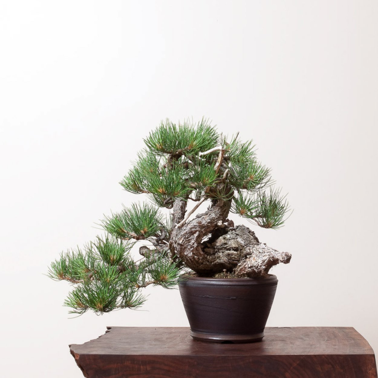 Сосна Пинус Пандероза