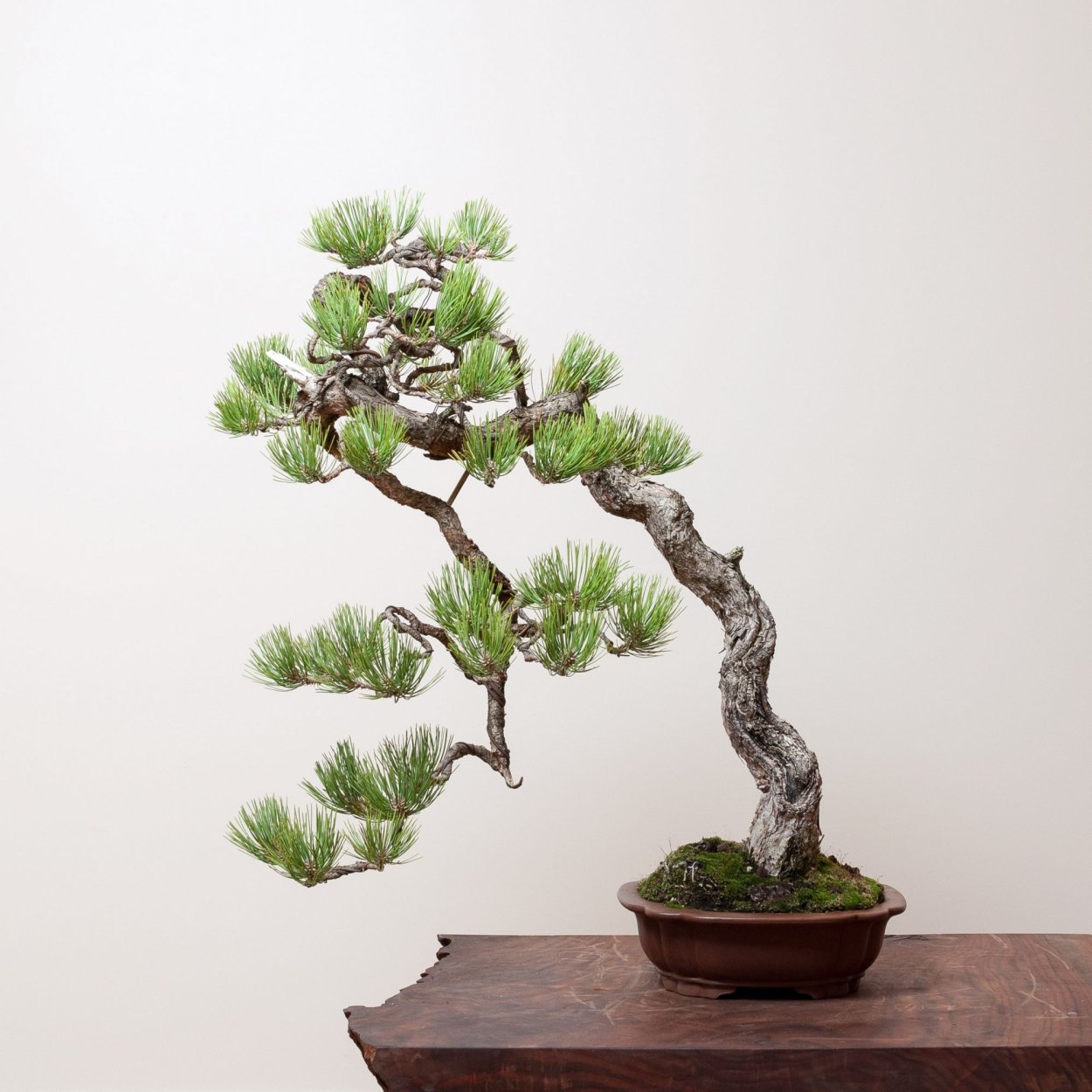 Ponderosa Pine Whitworth
