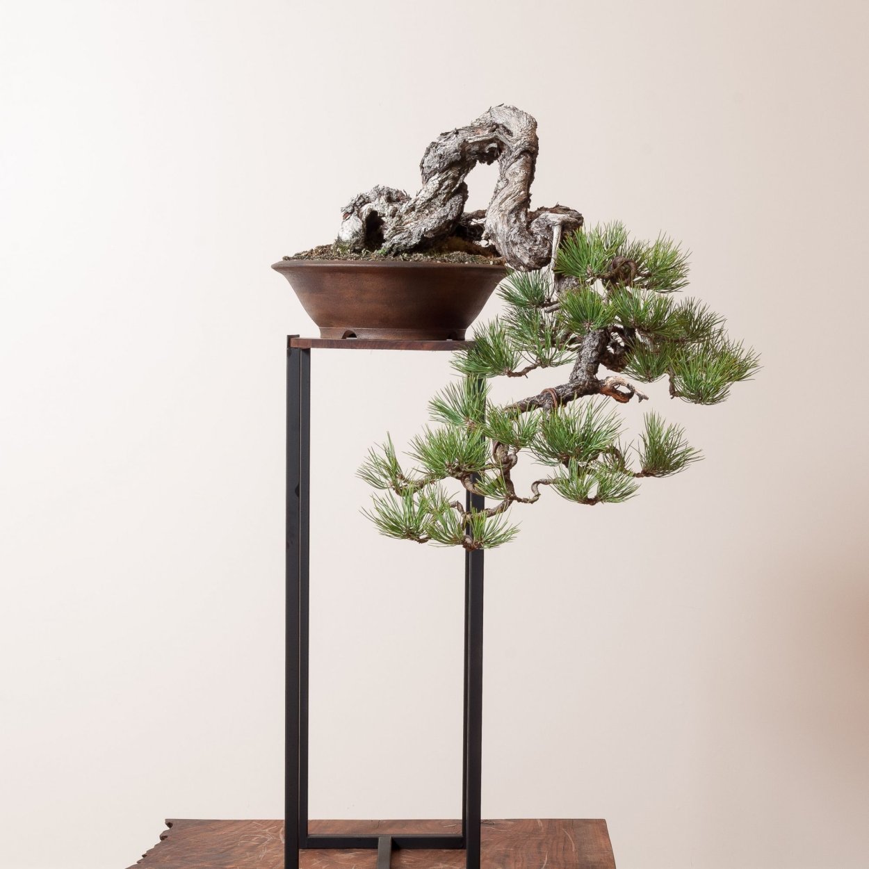 Сосна Пандероза