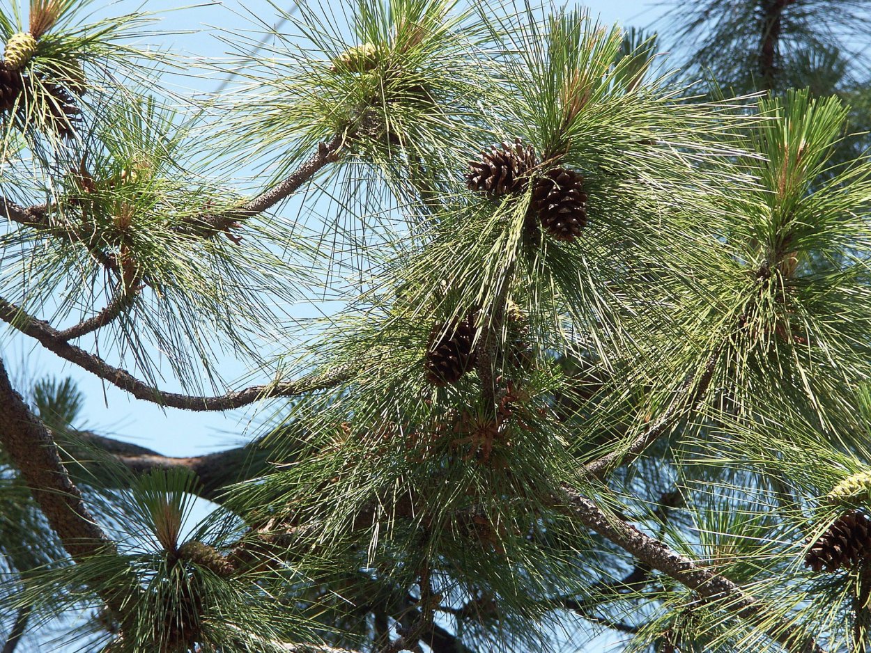 Тату секвойи лес