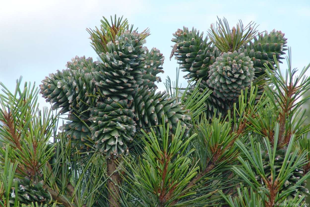 Pinus Ponderosa WB SDL 2