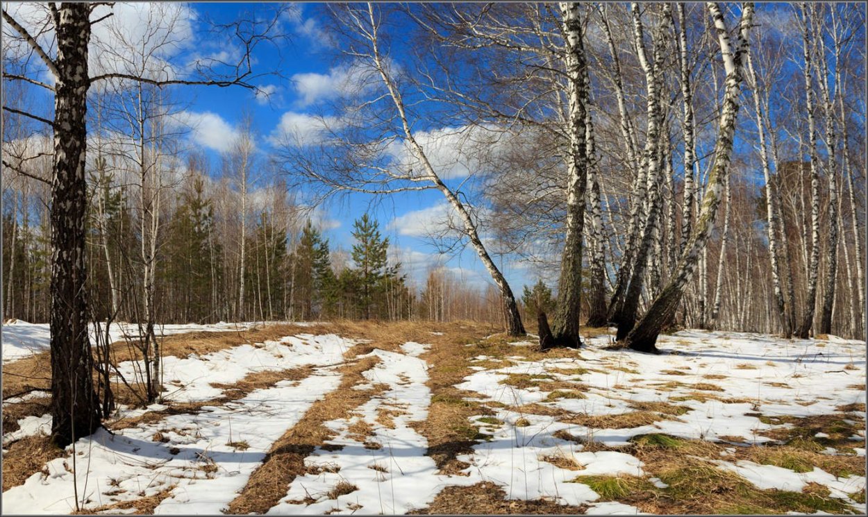 Март в лесу