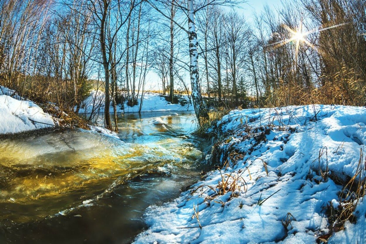 Мартовский лес