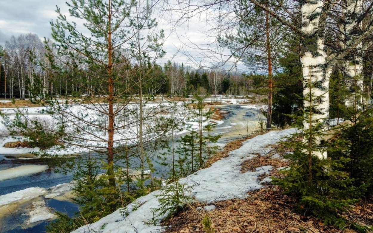 Поздняя осень в лесу