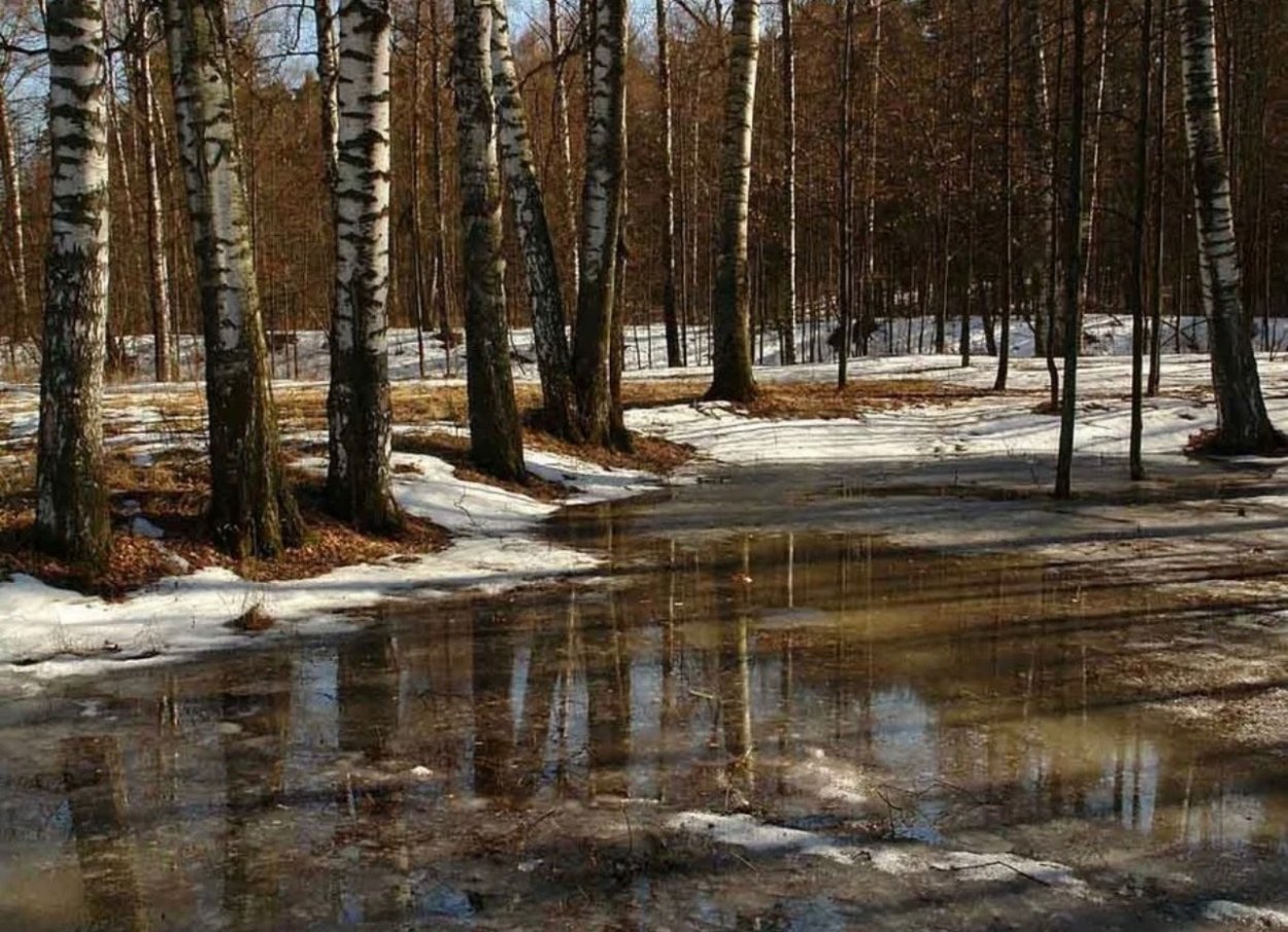 Со раннюю. Ранняя Весна. Весенний лес. Лес ранней весной. Март в лесу.