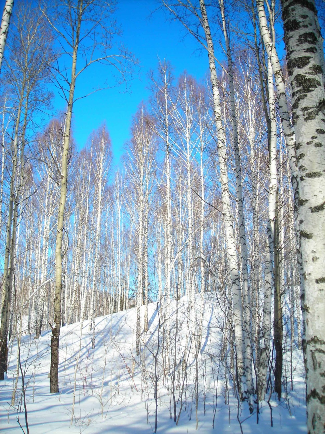 Ранняя Весна