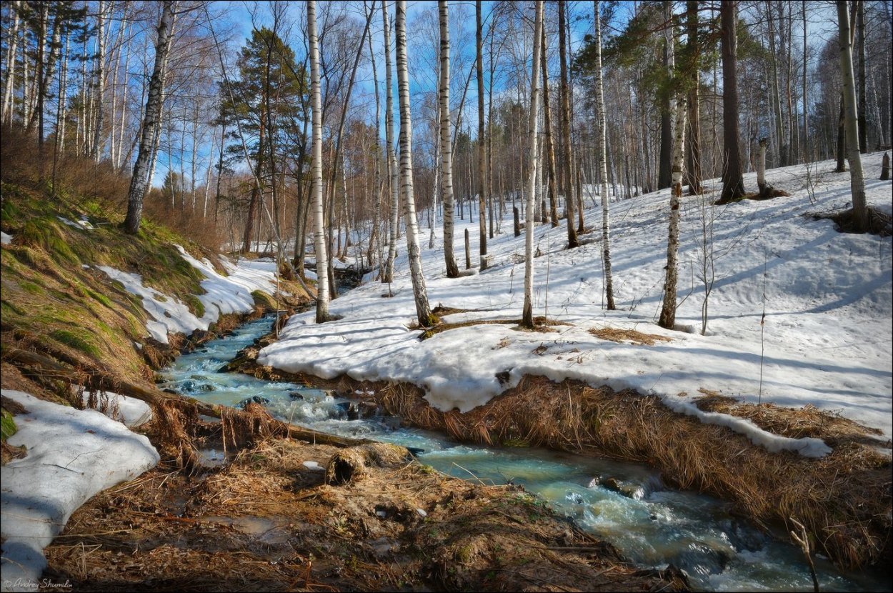 Пушгоры береза