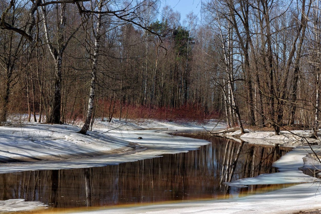 Март в лесу
