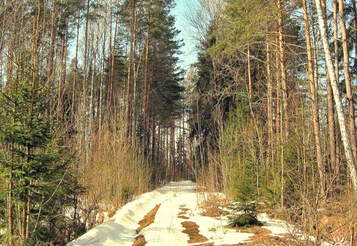 Весенний лес с проталинами