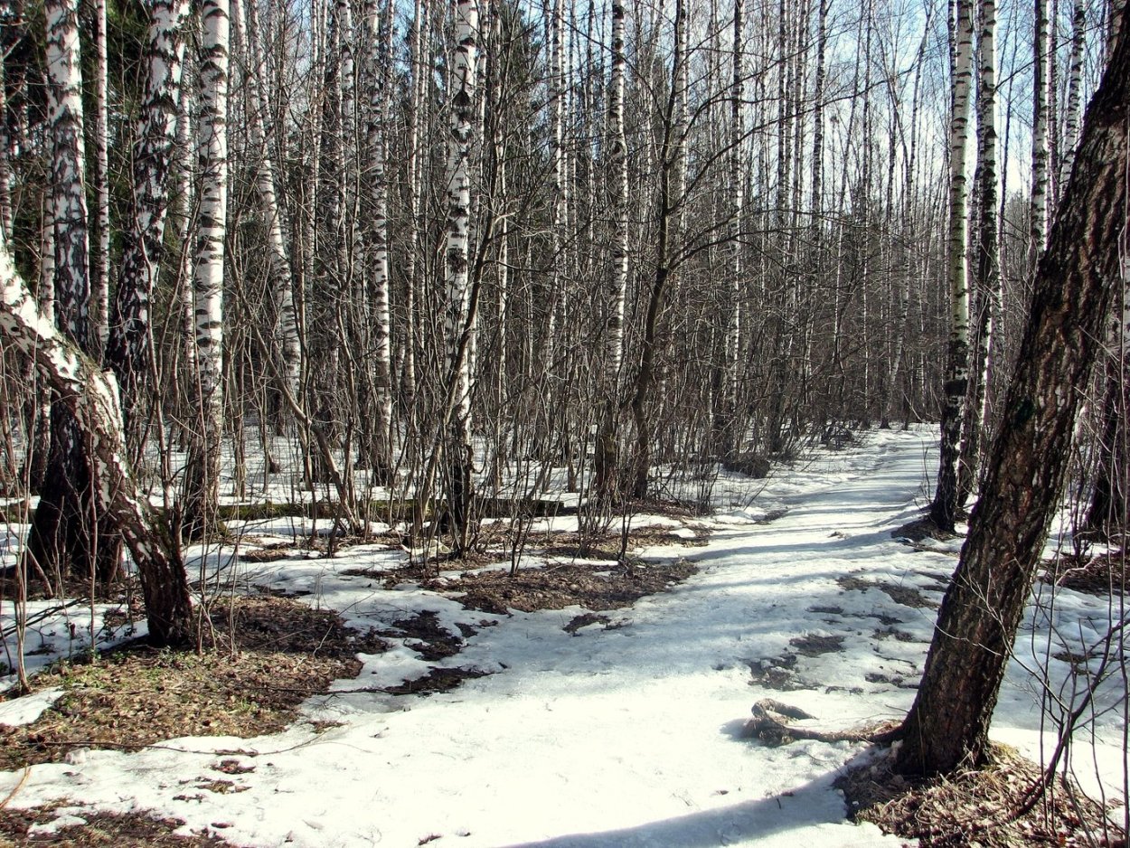 Весенний лес в Сибири