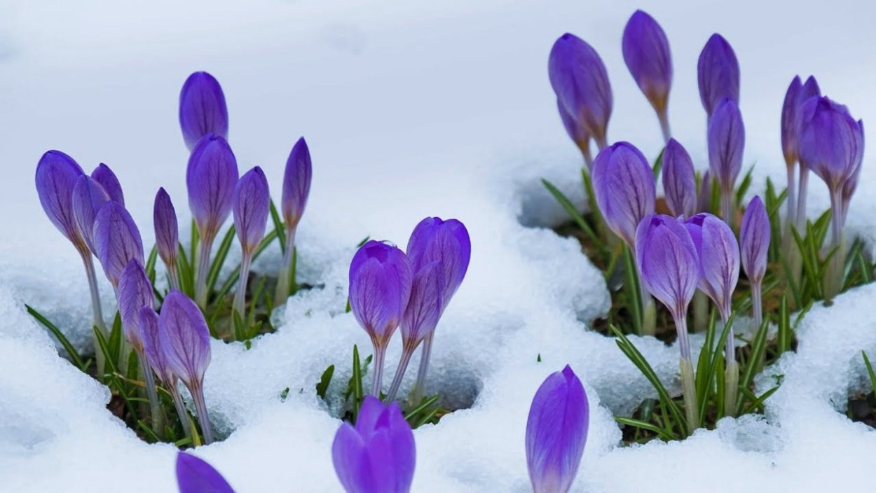Конец зимы начало весны