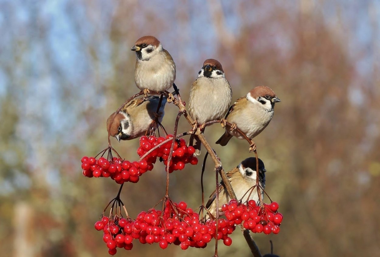 Дрозд рябинник осенью