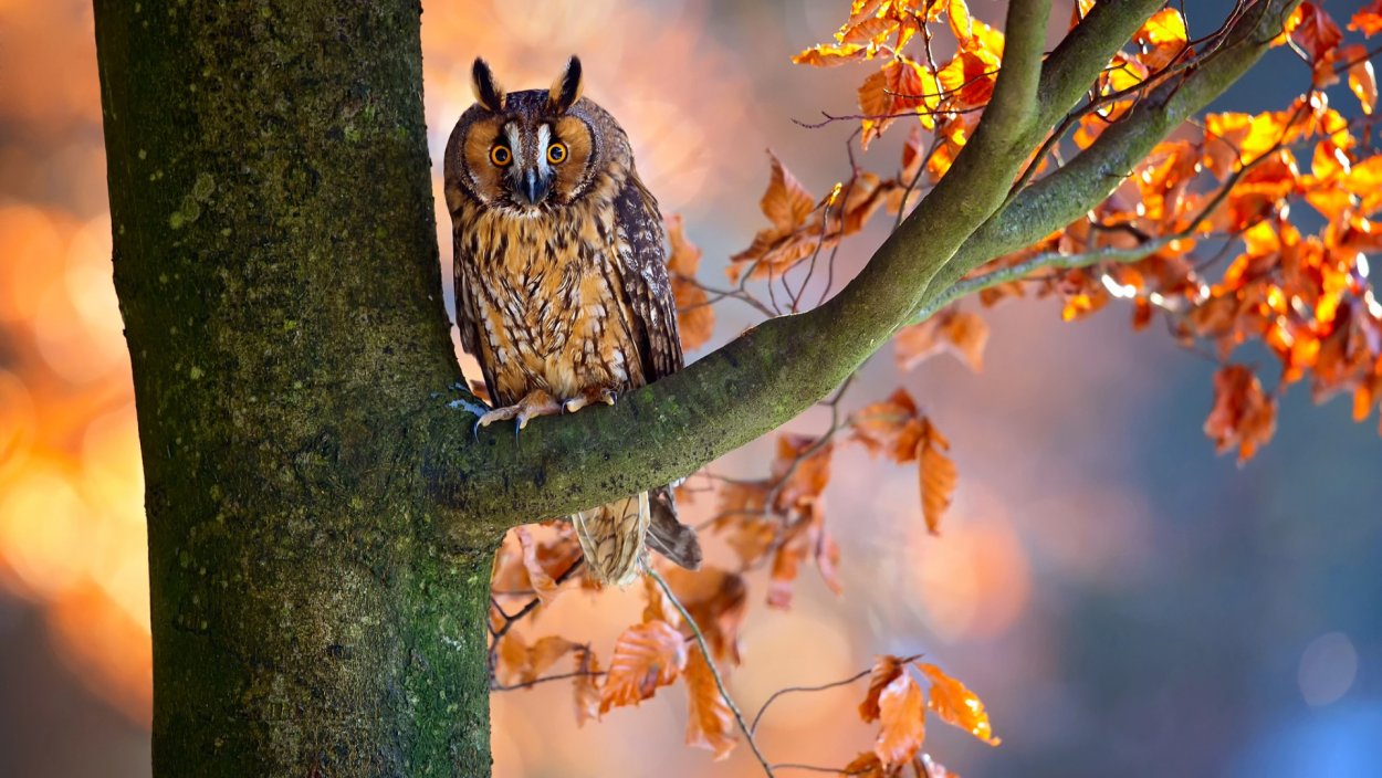 Птицы в осеннем лесу