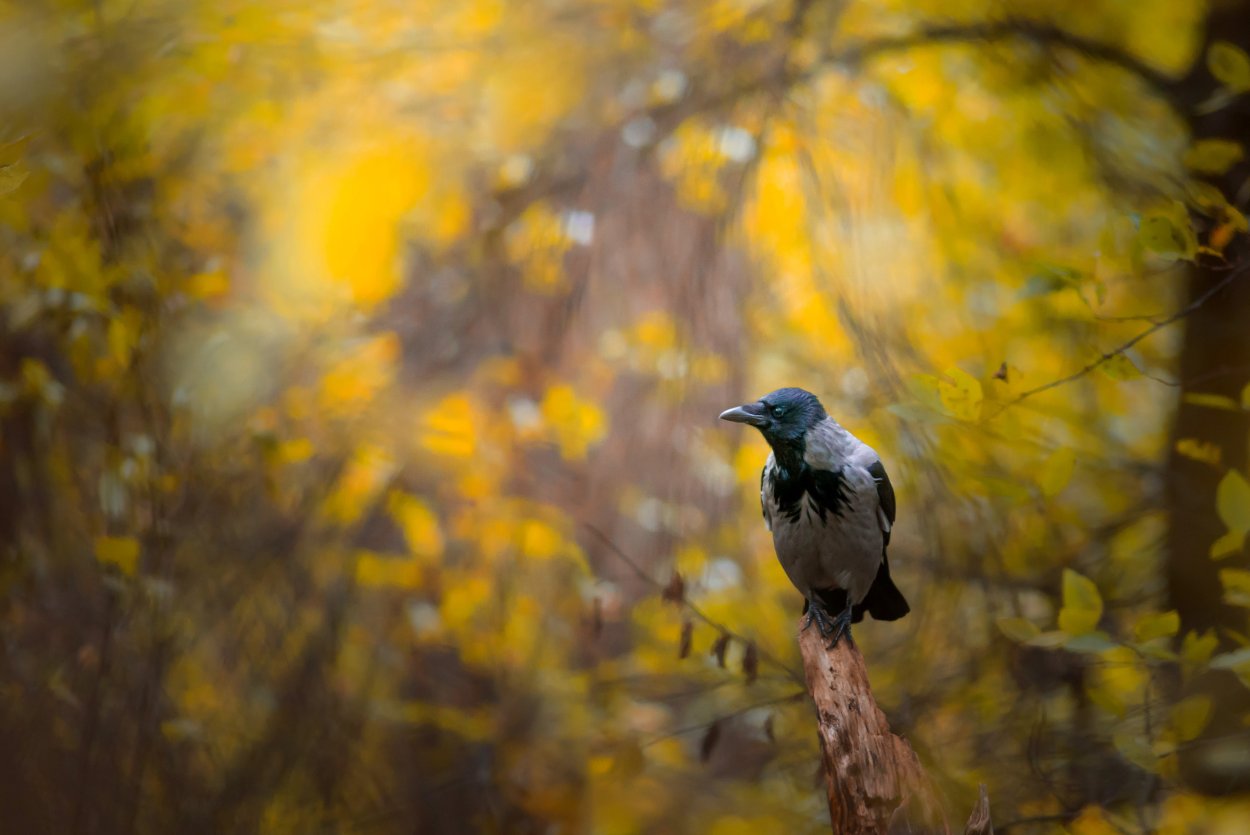 Осенняя синичка