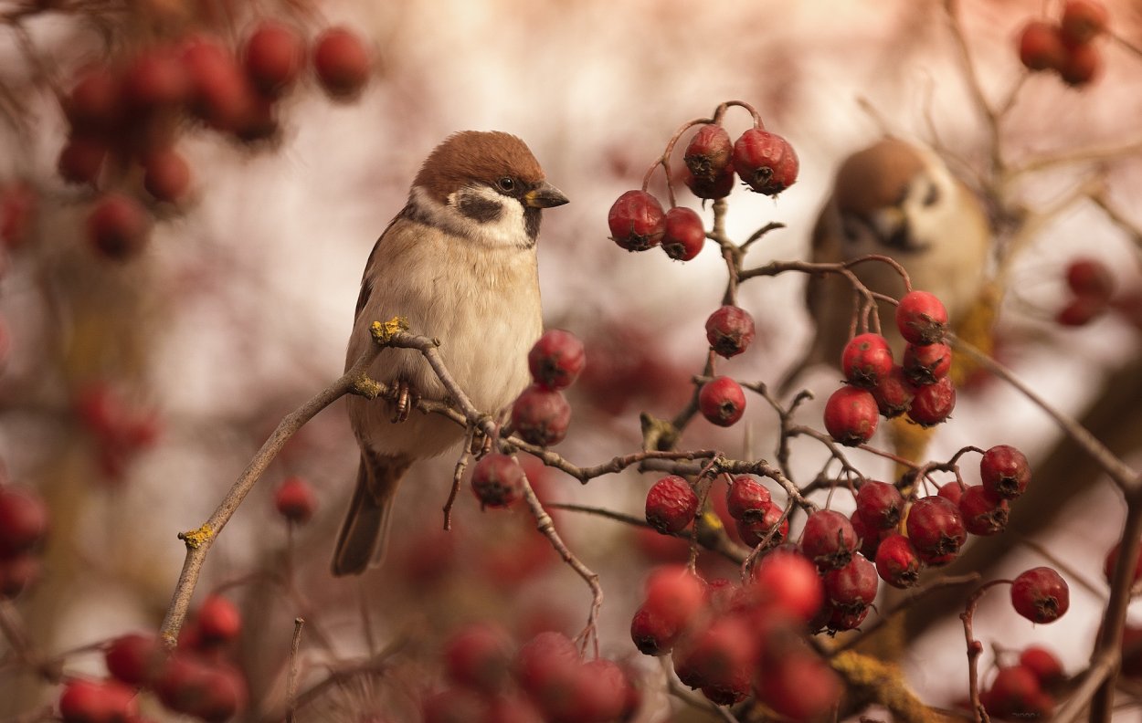 Лес озеро птицы