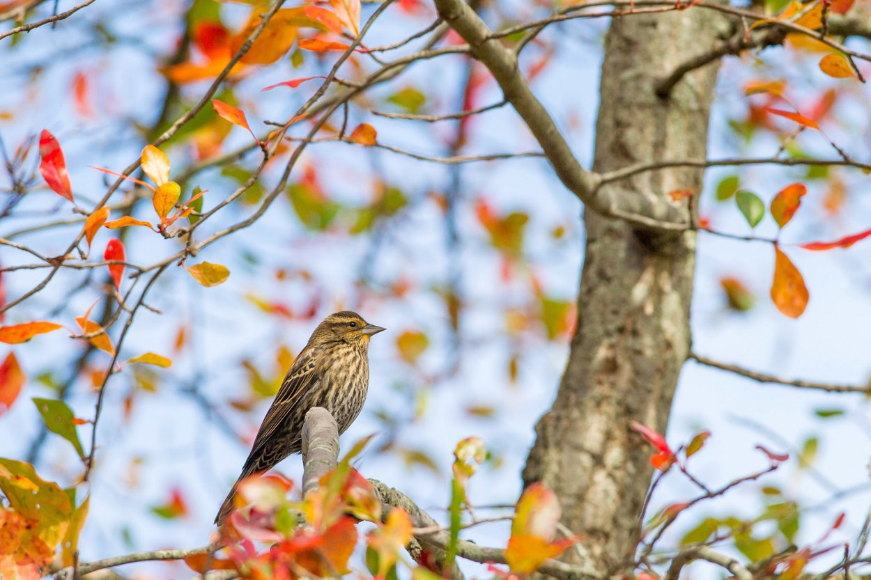 Скворец и Дрозд рябинник