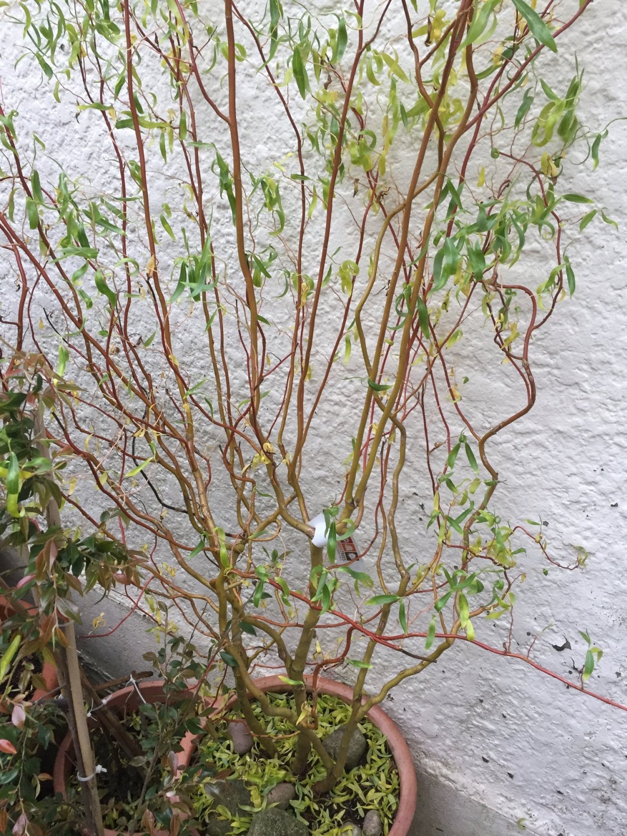 Salix Erythroflexuosa Ива