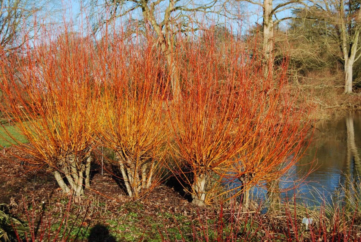 Ива Вавилонская (Salix babylonica)