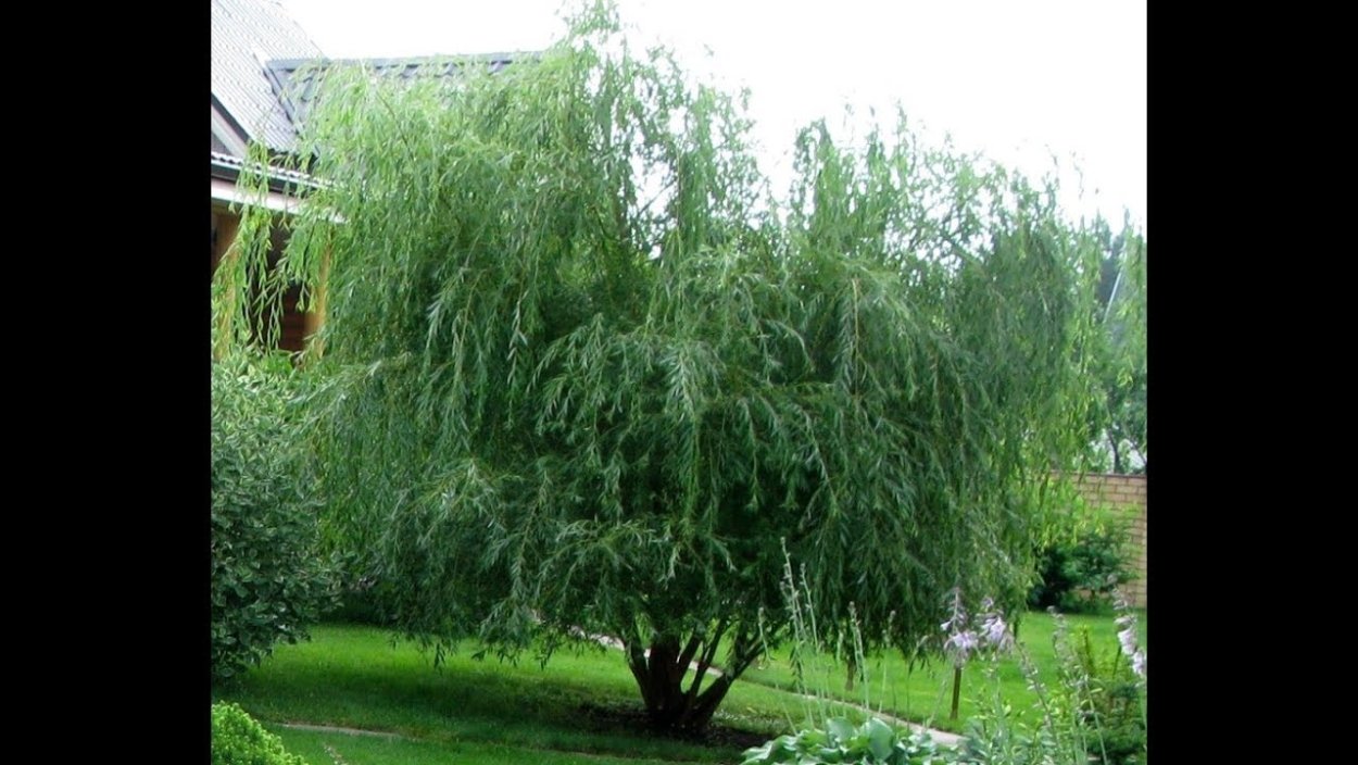 Ива Извилистая Матсудана