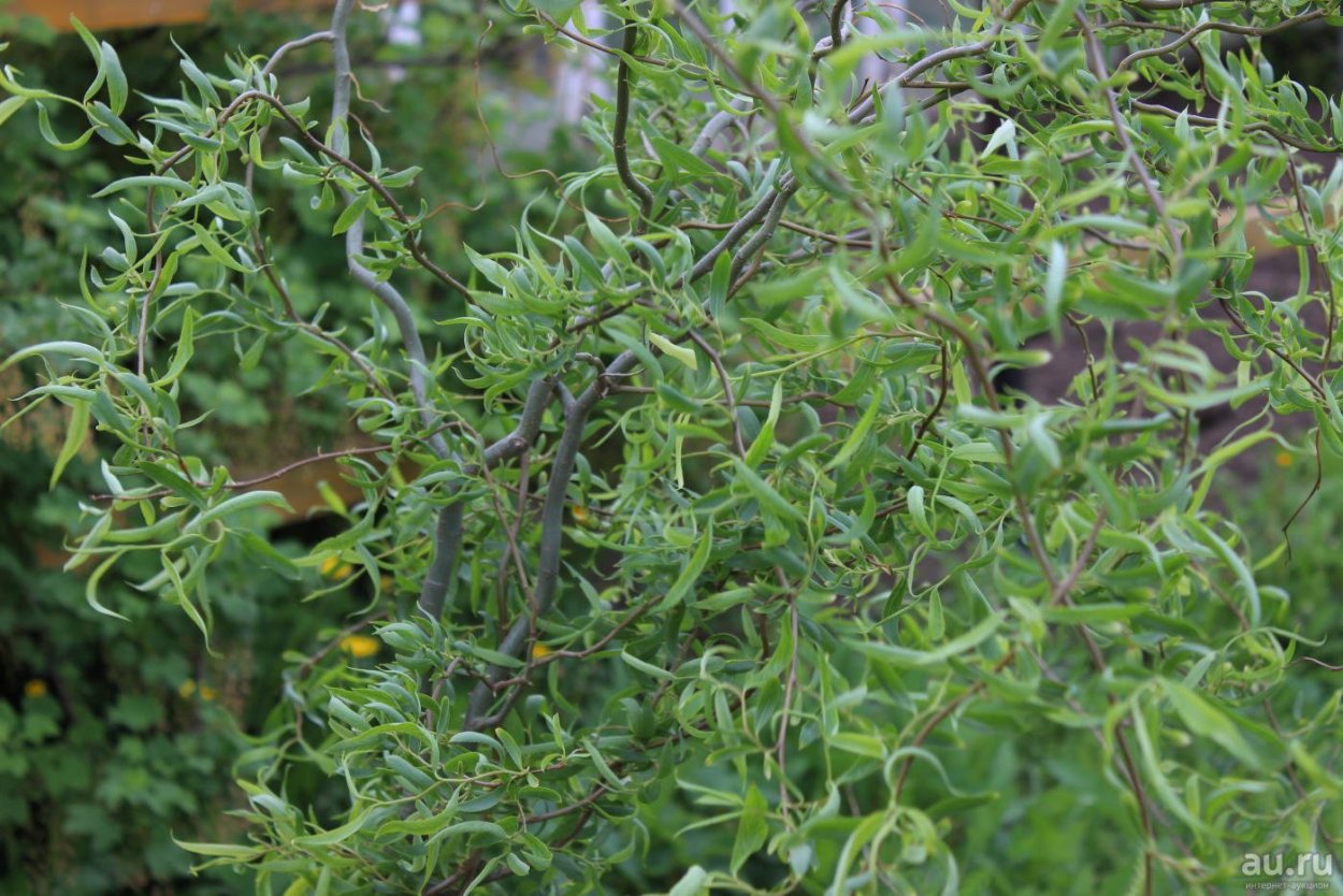 Ива Матсудана Erythroflexuosa