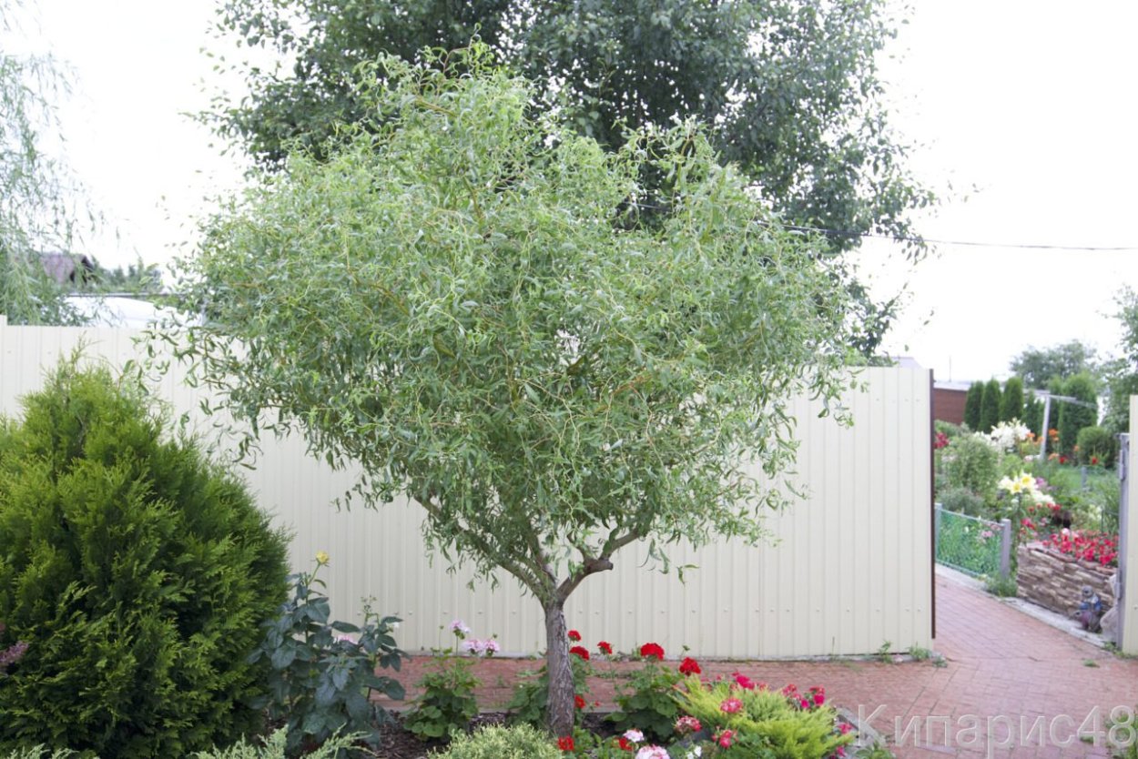 Ива Извилистая Матсудана