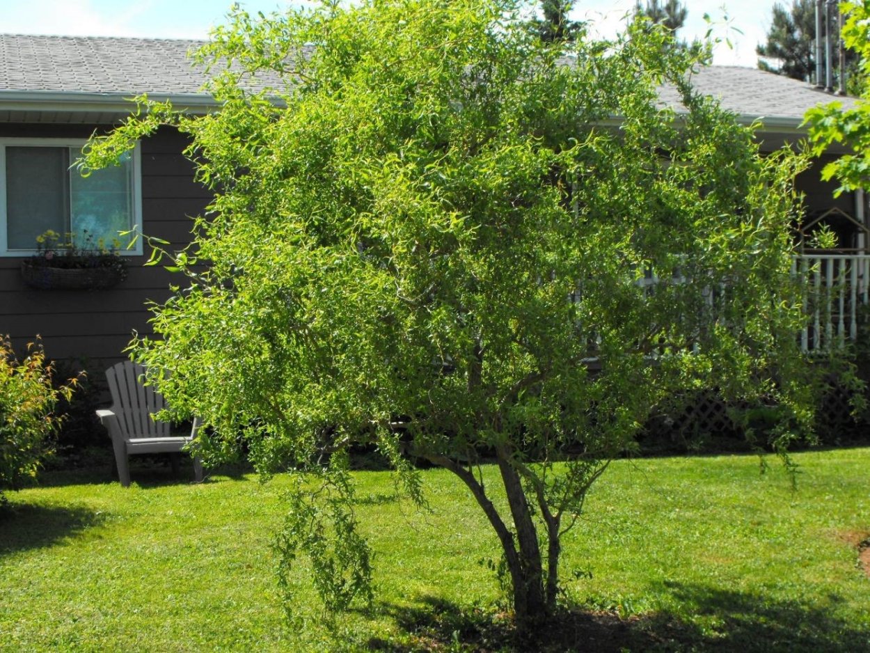 Ива Козья Живая изгородь