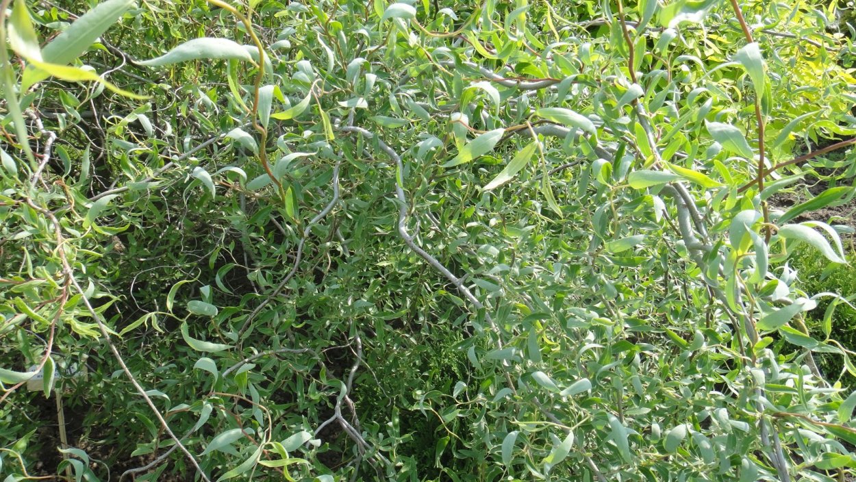 Ива Извилистая Матсудана