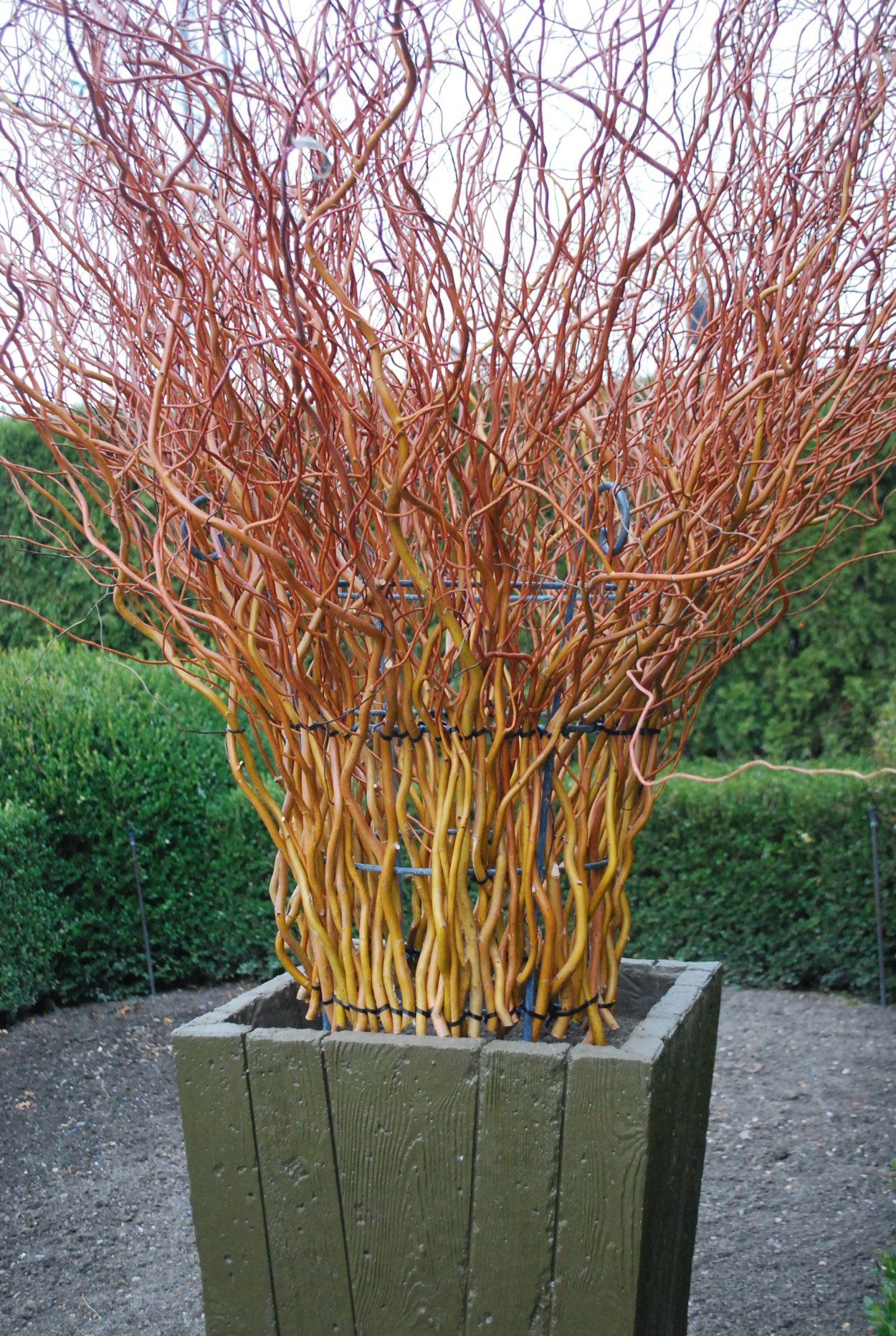 Ива Матсудана Вавилонская