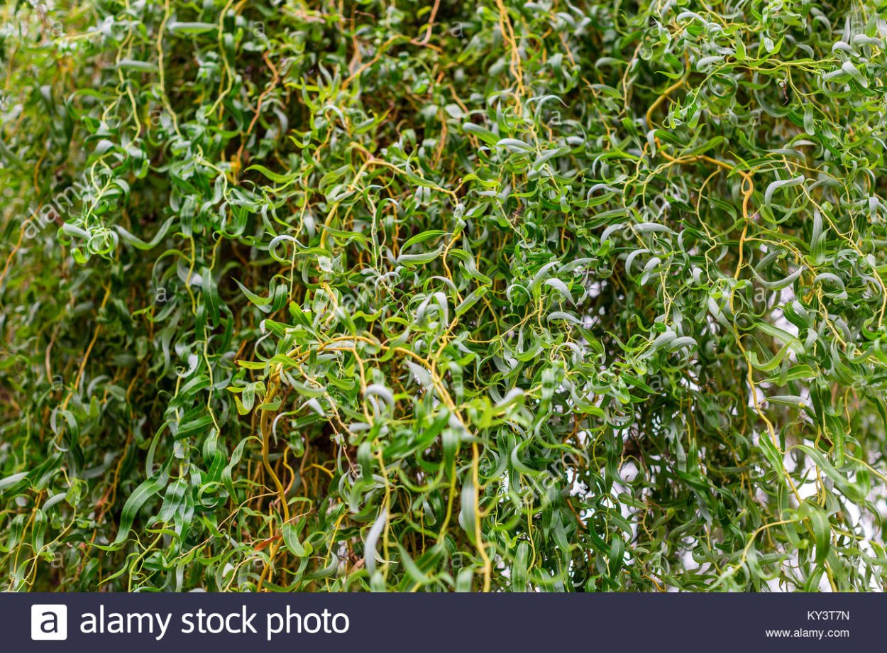 Ива спиралевидная Salix Erythroflexuosa