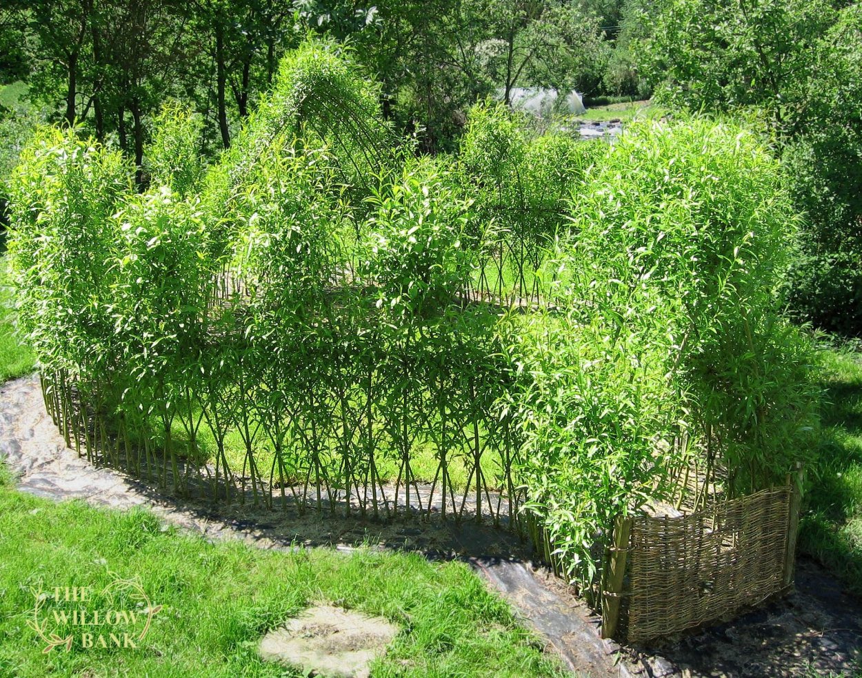 Ива "Свердловская Извилистая i"