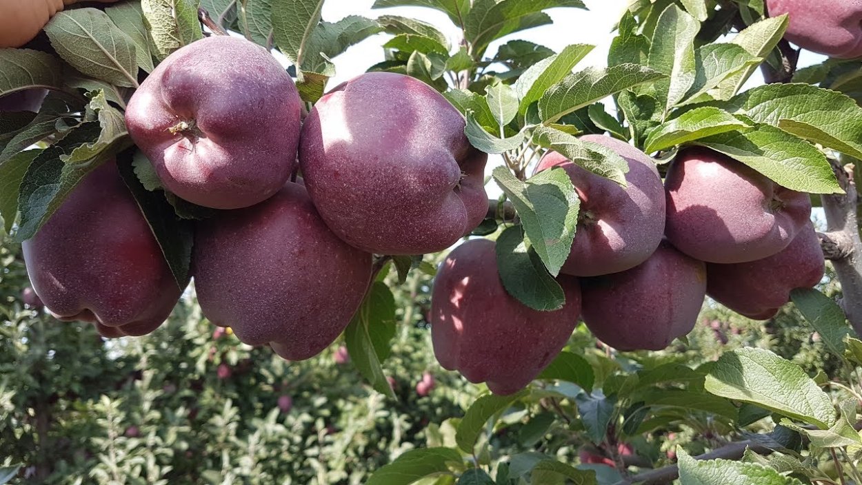 Серая в яблоках