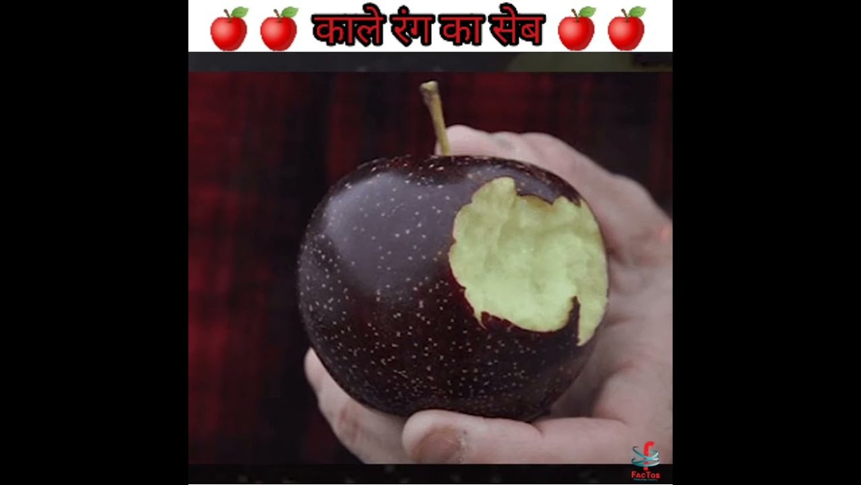 Сорт яблок черный бриллиант