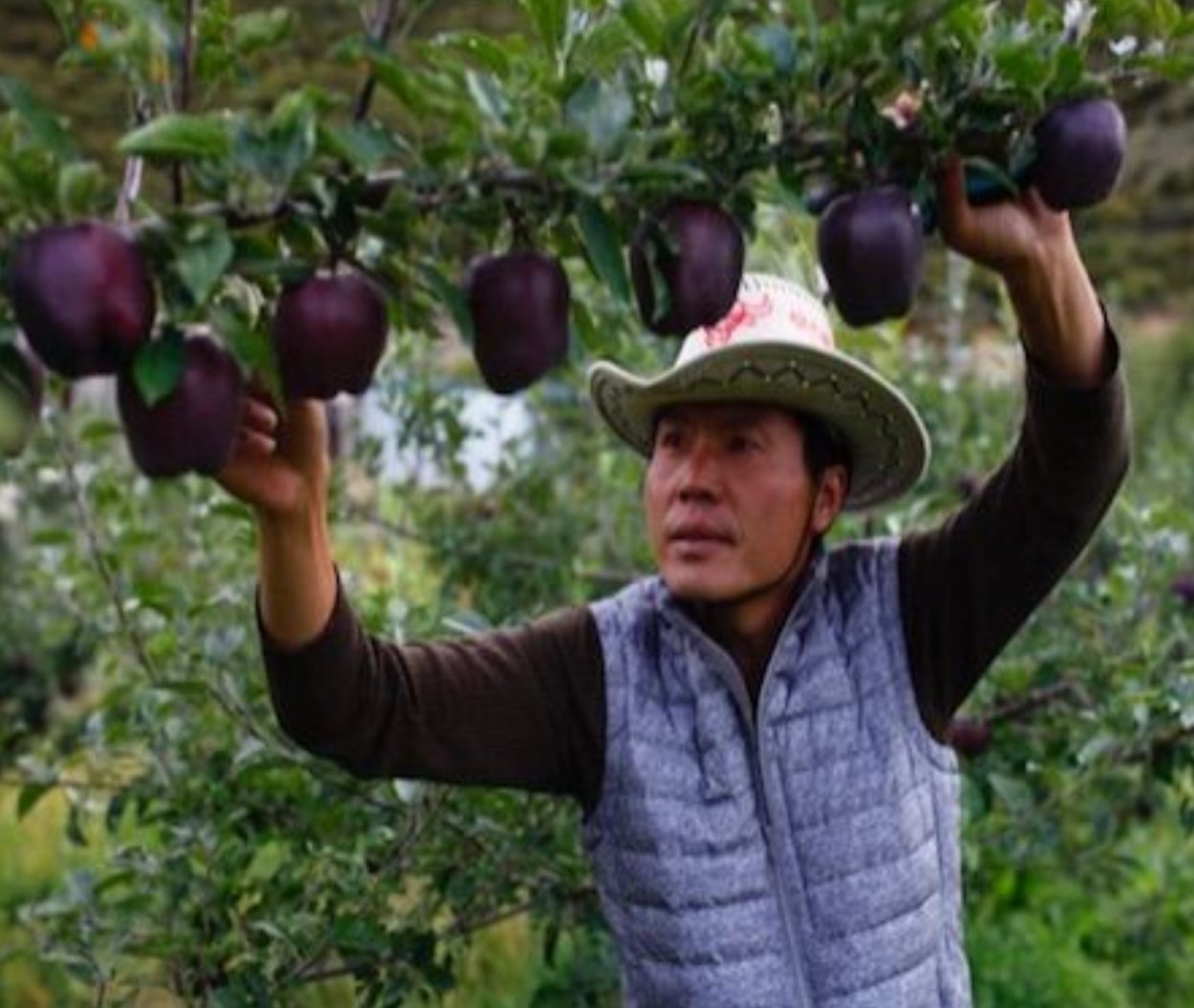 Сорт яблок Блэк Арканзас