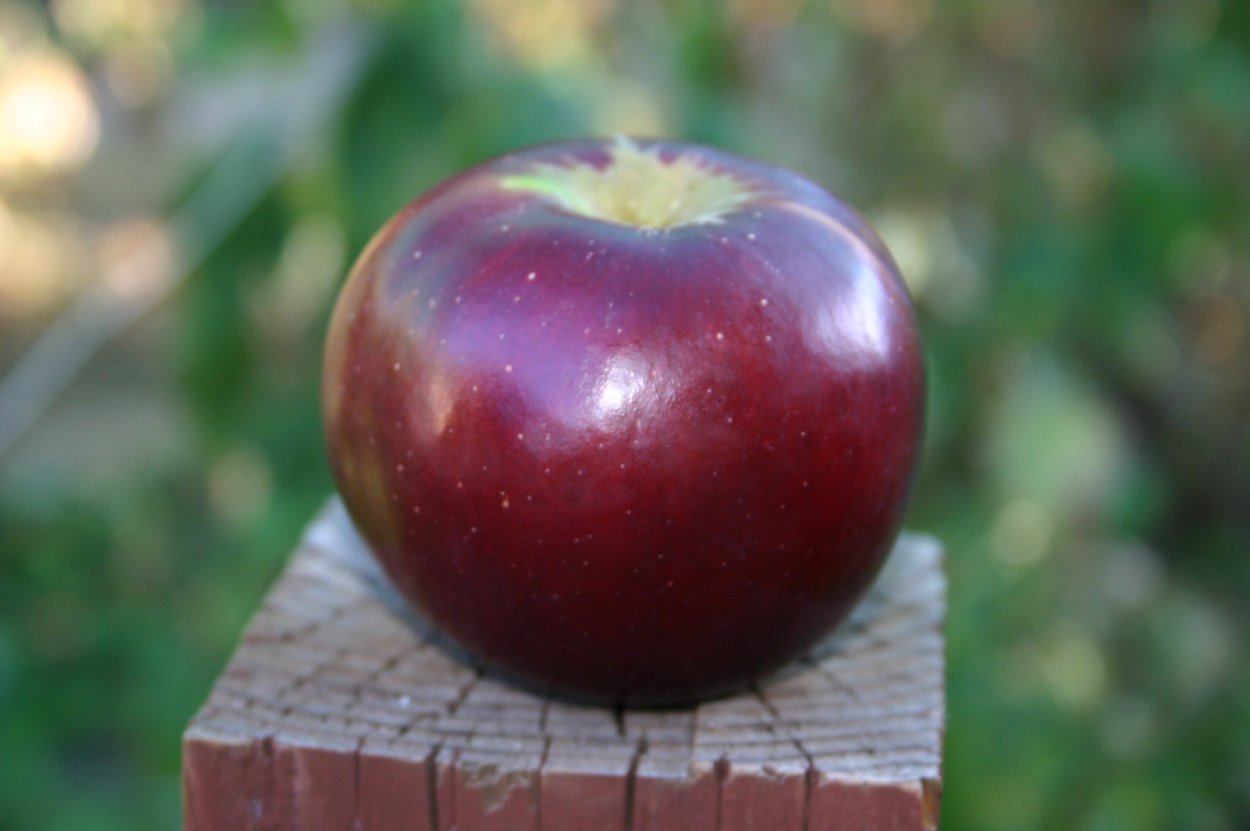 Яблоня Арканзас Блэк