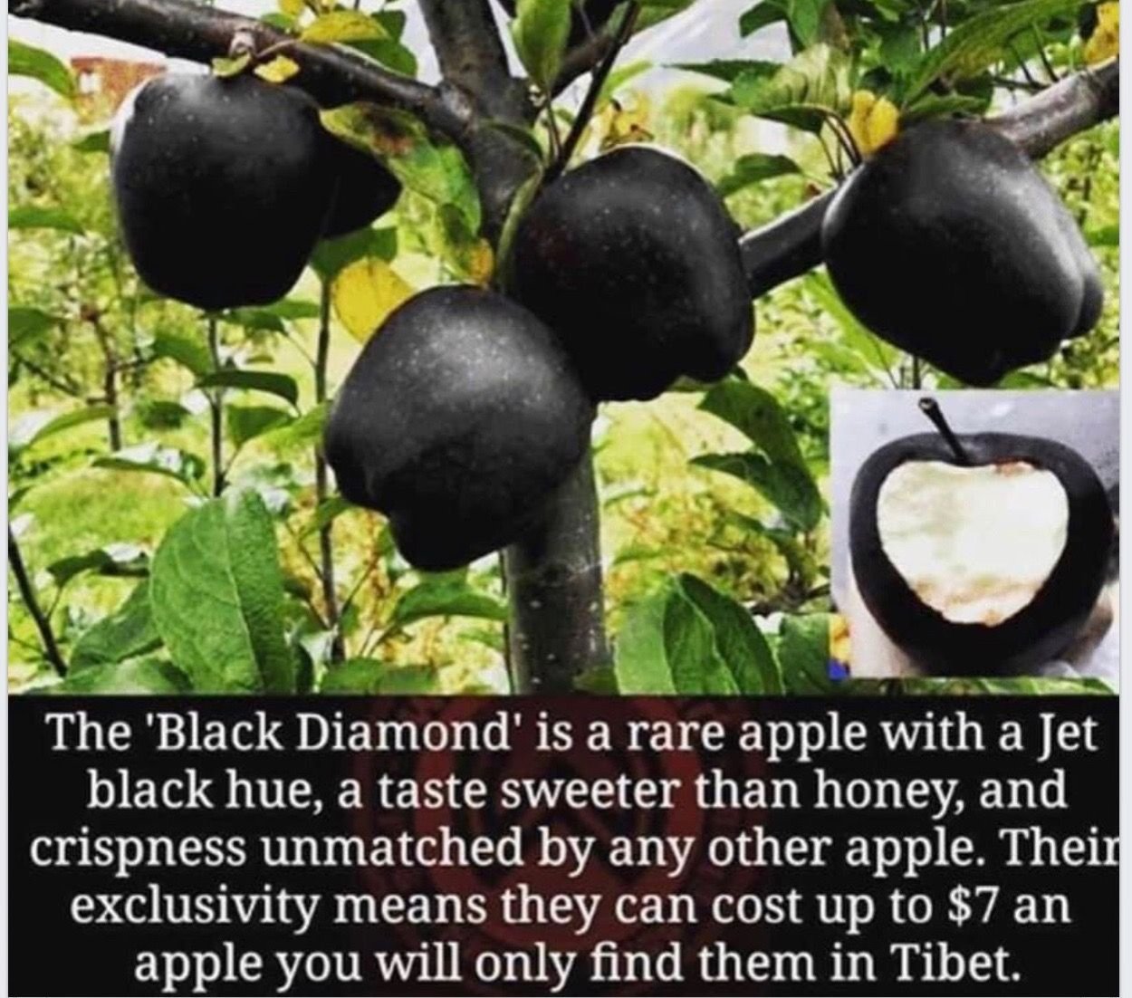 Яблоня черный бриллиант