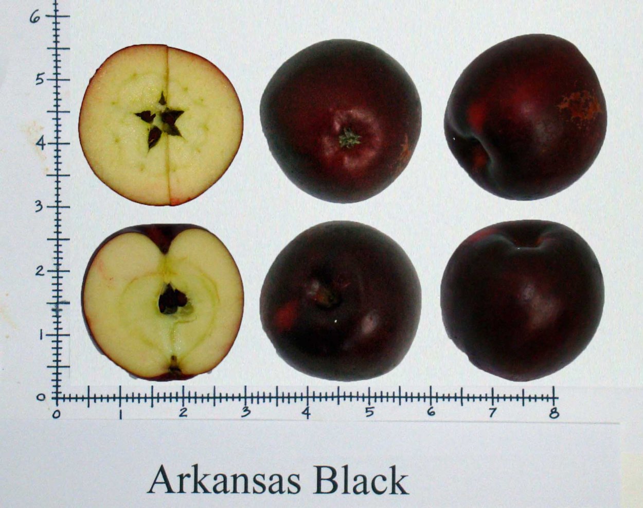 Яблоки Блэк Оксфорд