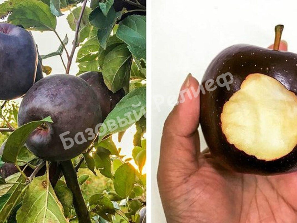 Яблони"Black Diamond"