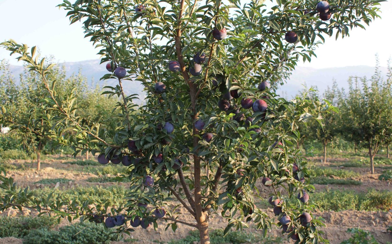 Яблоня Блэк Даймонд