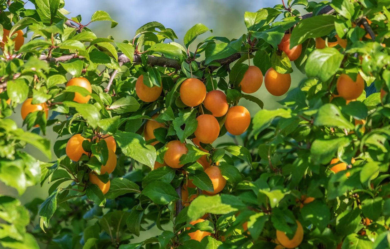 Алыча злато скифов дерево