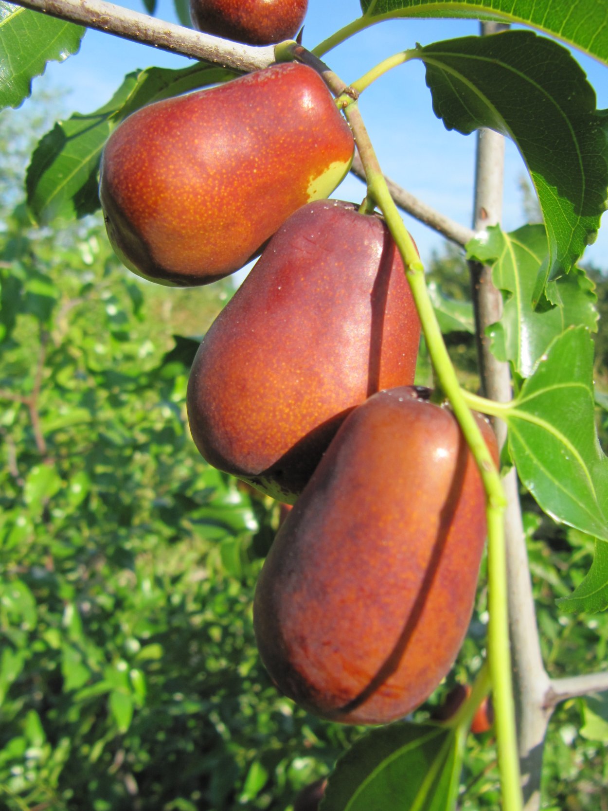 Зизифус саженцы