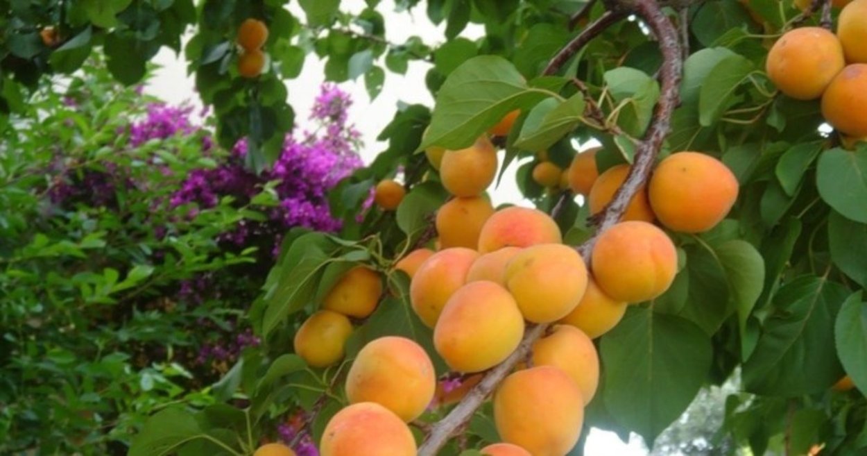 Абрикос Кичигинский дерево