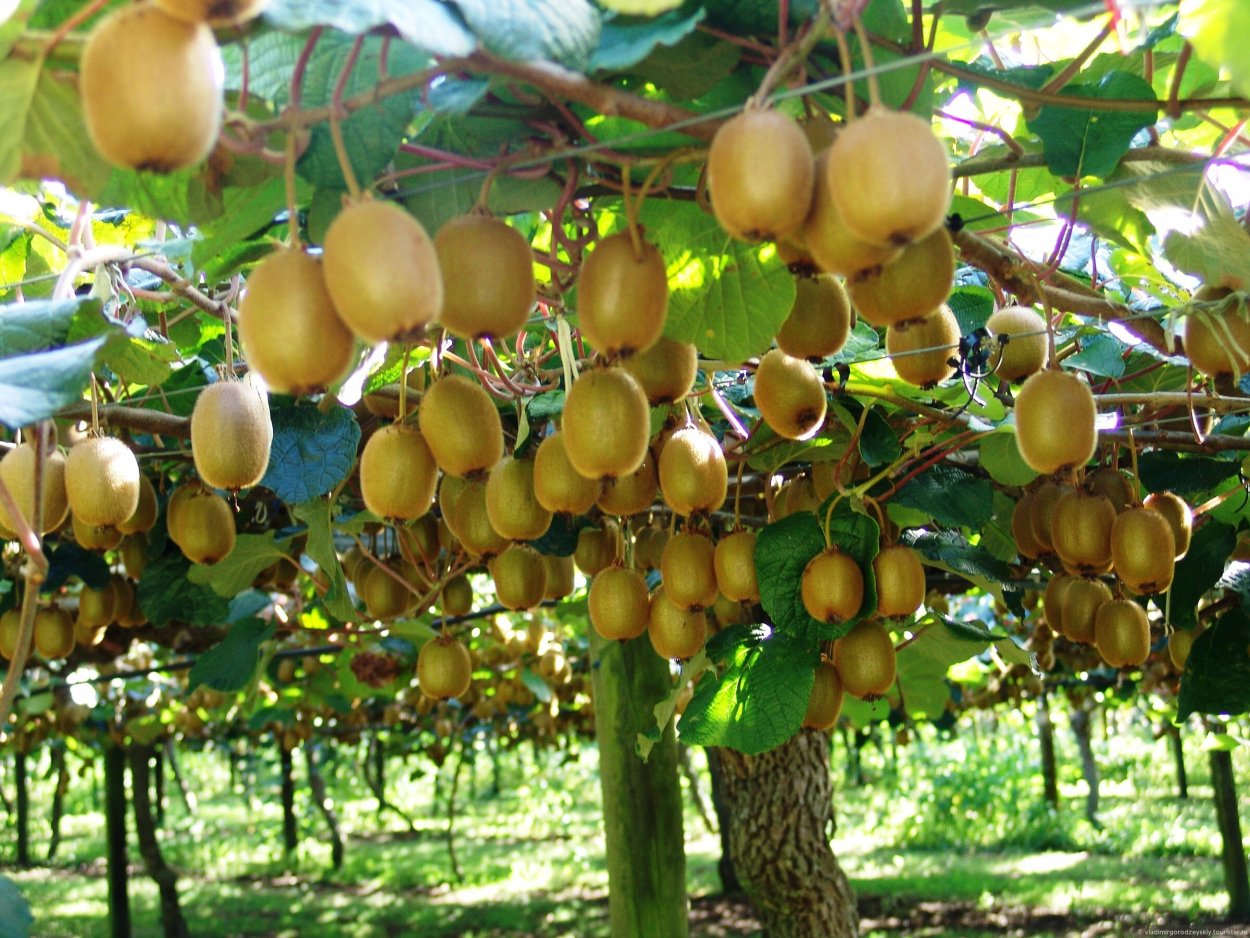 Киви дерево Абхазия