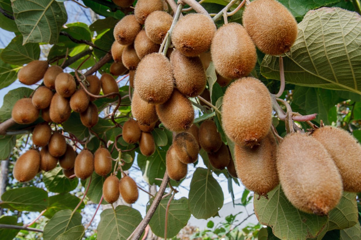 Киви китайская актинидия